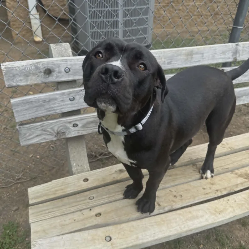 An adult large-sized female Black Pit Bull Terrier dog named Reba for adoption in Orange, VA