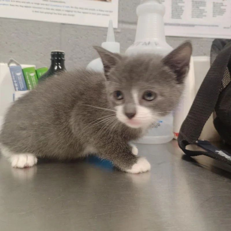 A baby small-sized female Gray / Blue / Silver Domestic Short Hair cat named Gruyere for adoption in Allentown, PA