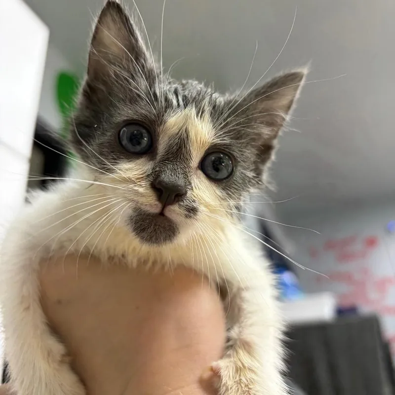 A baby small-sized female Gray / Blue / Silver Domestic Short Hair cat named Rumi for adoption in Franklin, NC