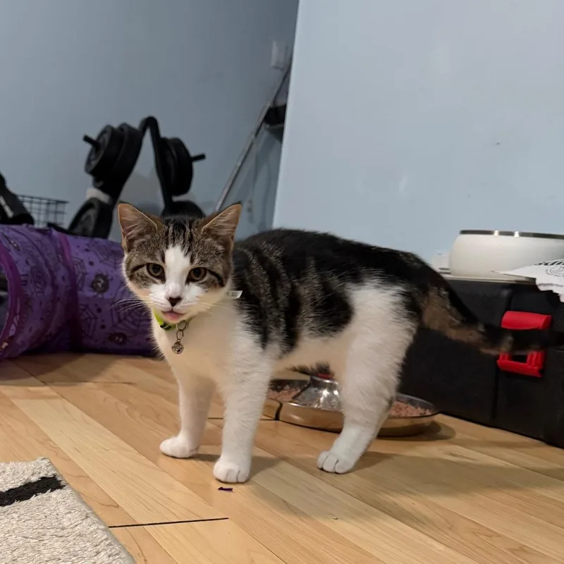A baby small-sized female Brown / Chocolate Domestic Short Hair cat named Cricket Russo for adoption in Merrifield, VA