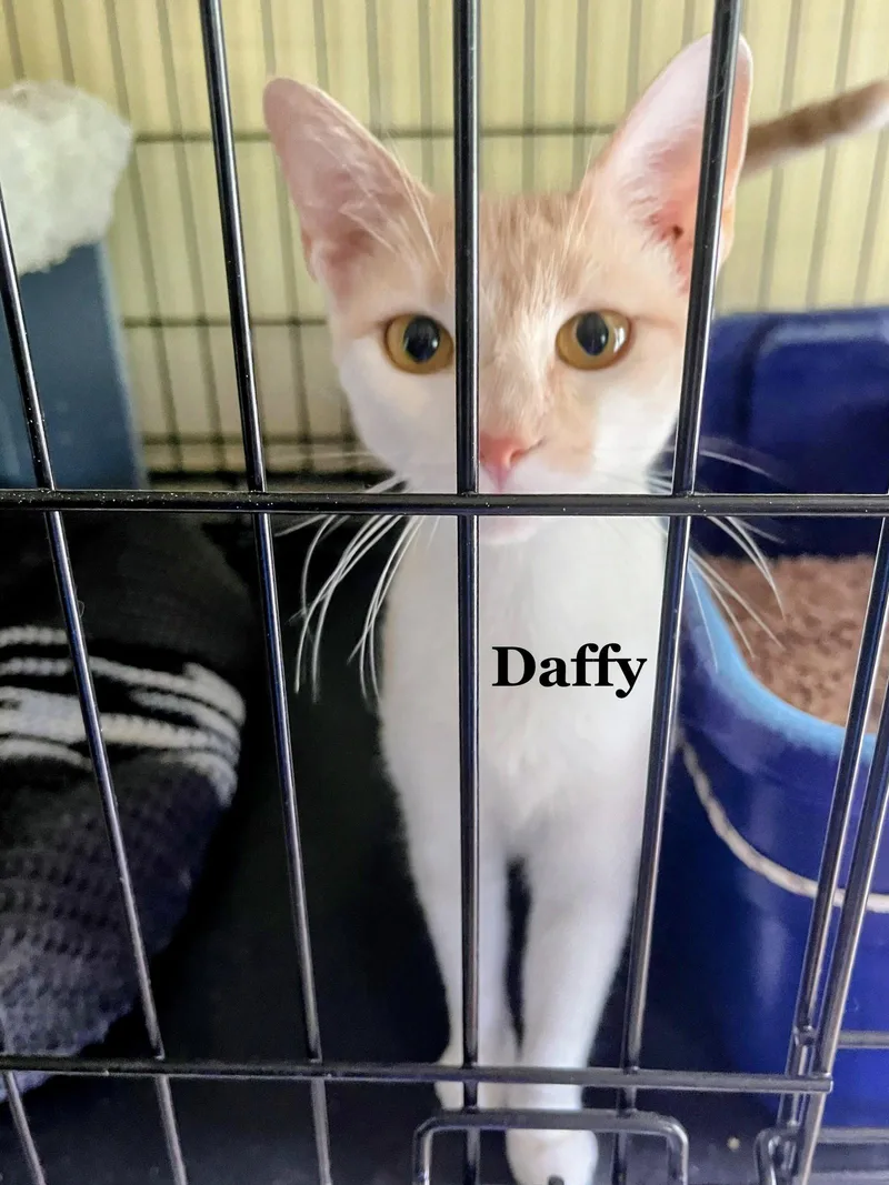 An adult medium-sized female Buff & White Domestic Short Hair cat named Daffy for adoption in Morehead, KY