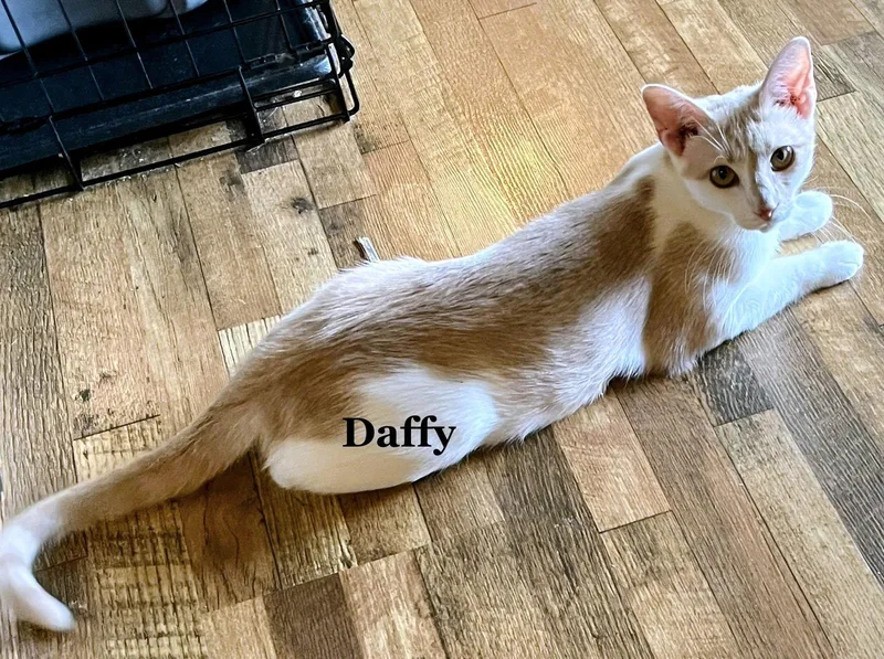 Daffy thumbnail 2