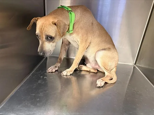 A young medium-sized male Pit Bull Terrier dog named Scrappy for adoption in Tucson, AZ