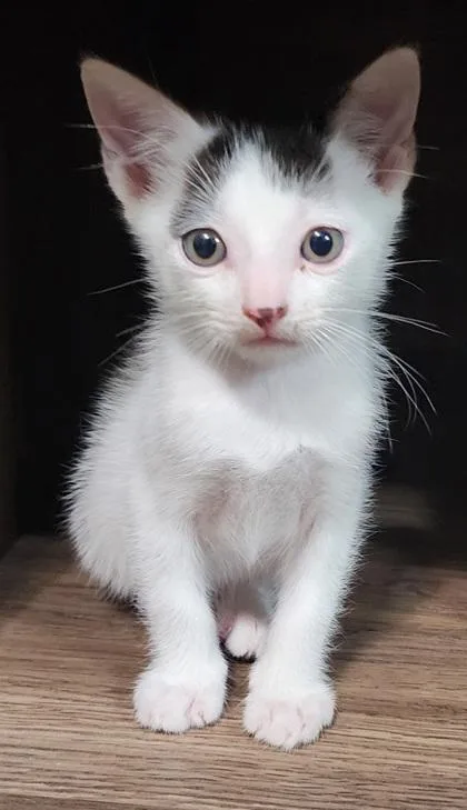 A young small-sized male Domestic Short Hair cat named A Alfred Petco West for adoption in North Charleston, SC