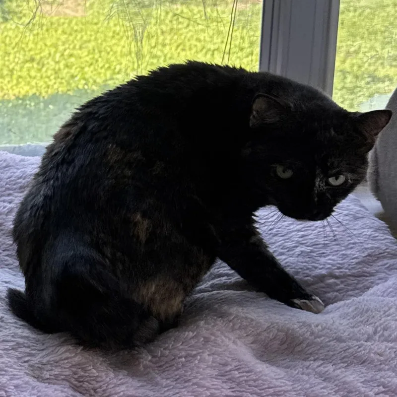 An adult small-sized female Tortoiseshell Domestic Short Hair cat named Rosaline for adoption in Hemet, CA