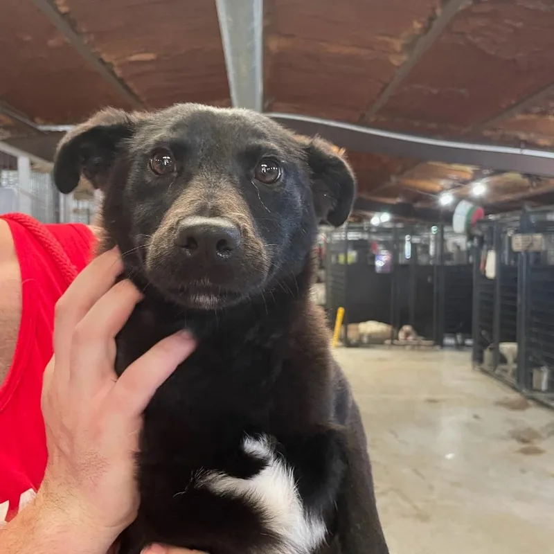 A baby medium-sized female Black Mixed Breed dog named Fender for adoption in Leander, TX