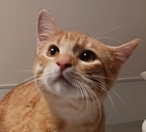 A young medium-sized male Domestic Short Hair cat named Tatum for adoption in Dublin, CA