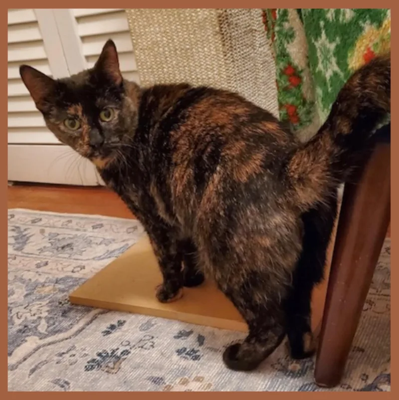 An adult medium-sized female Dilute Tortoiseshell Tortoiseshell cat named Aida for adoption in Lansdowne, PA
