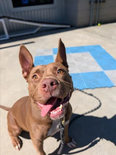 A young medium-sized female Pit Bull Terrier dog named Koko for adoption in Chapel Hill, NC