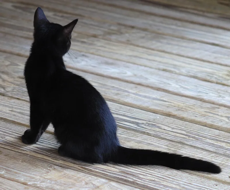 A baby medium-sized male Domestic Medium Hair cat named Bob for adoption in North Fort Myers, FL