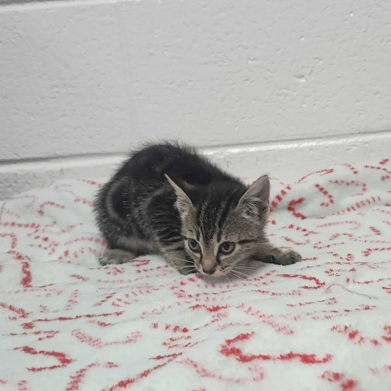A baby small-sized female Brown / Chocolate Domestic Short Hair cat named Little Suzy for adoption in Spruce Pine, NC