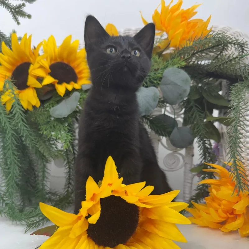 A baby small-sized male Black Domestic Short Hair cat named Badger Ferd for adoption in Eaton Rapids, MI