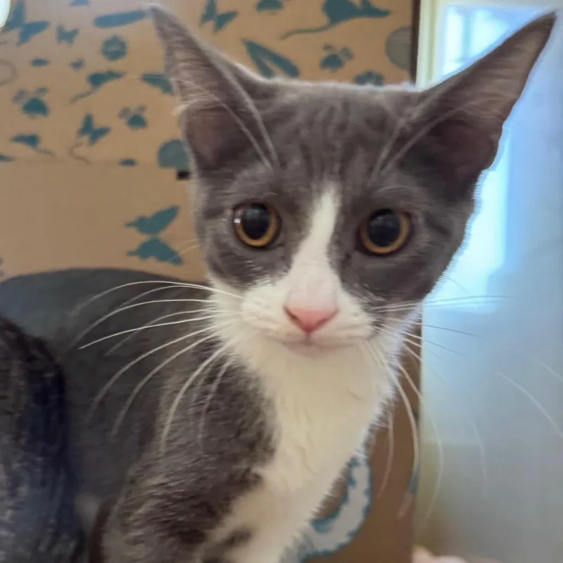 A baby small-sized female Gray / Blue / Silver Domestic Short Hair cat named Tetra for adoption in West Olive, MI