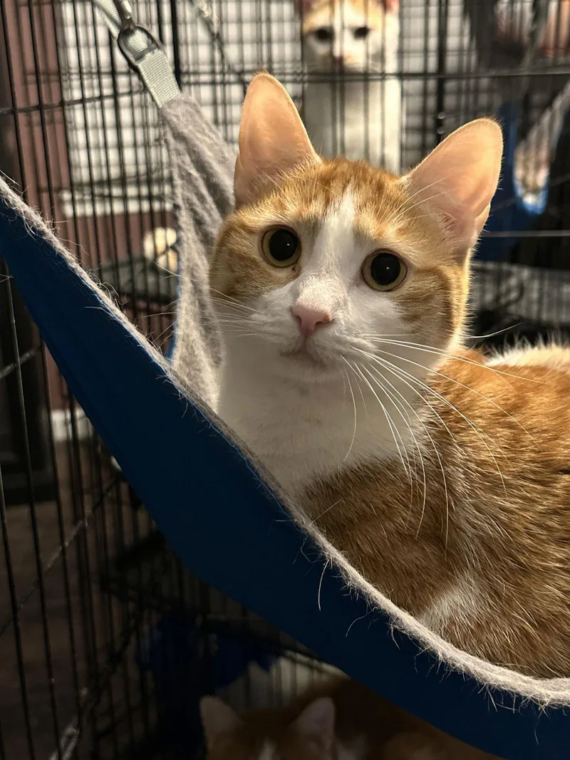 An adult medium-sized female Orange & White Tabby cat named Strawberry Cheesecake for adoption in MONTGOMERY, TX