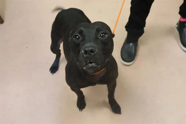An adult medium-sized female Mixed Breed dog named Blade for adoption in Columbia, SC