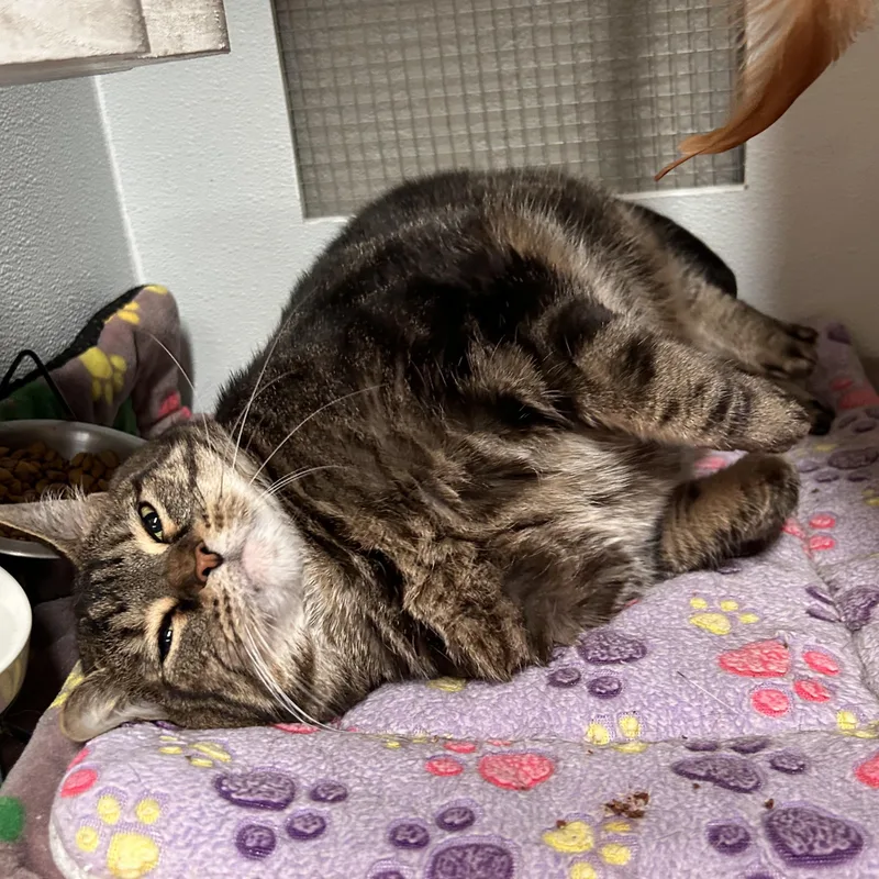 A senior large-sized female Tabby (Brown / Chocolate) Domestic Short Hair cat named Nimbus for adoption in The Colony, TX