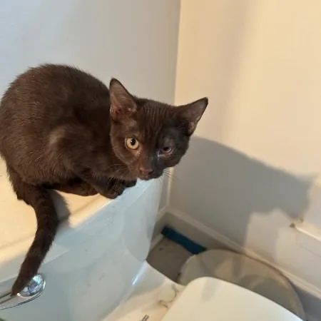 A baby medium-sized female Domestic Short Hair cat named Tootsie for adoption in Wilmington, NC