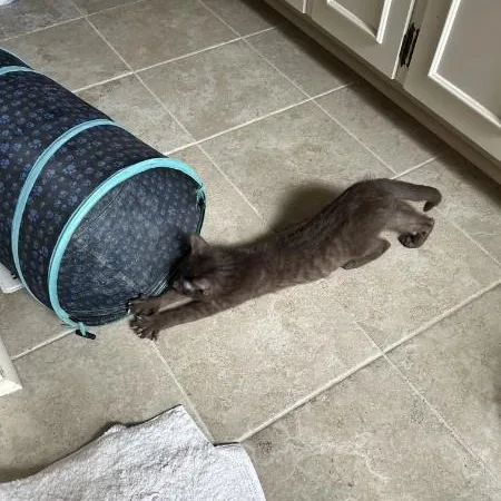 Tootsie thumbnail 5