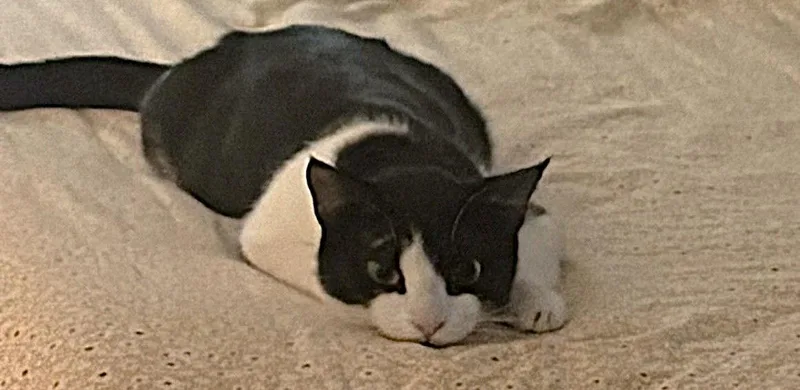 Lily Pulitzer thumbnail 2