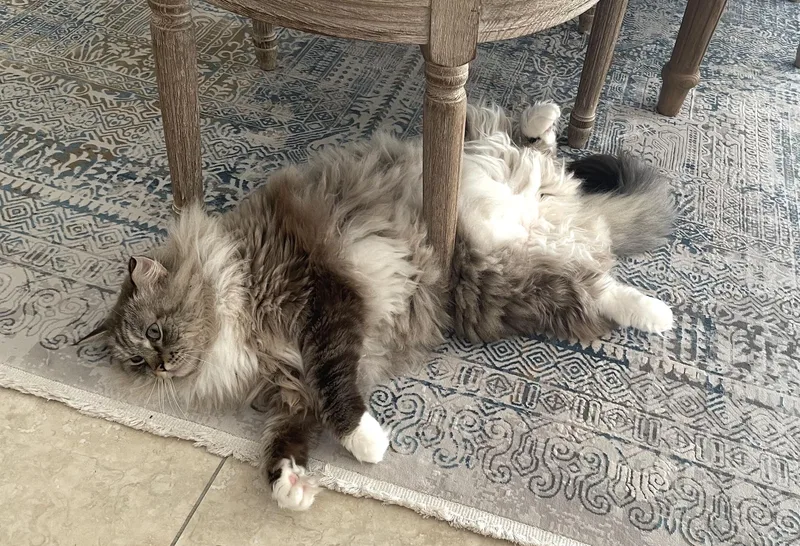 An adult large-sized male Buff / Tan / Fawn Ragdoll cat named Cubby for adoption in Old Bridge, NJ