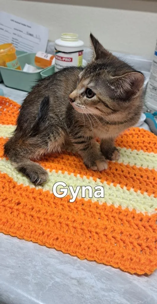 Gyna