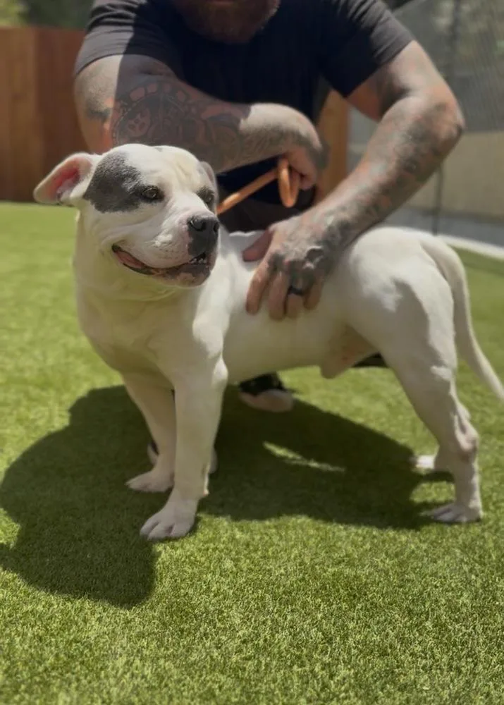 An adult medium-sized male American Bully dog named Porky for adoption in ventura, CA