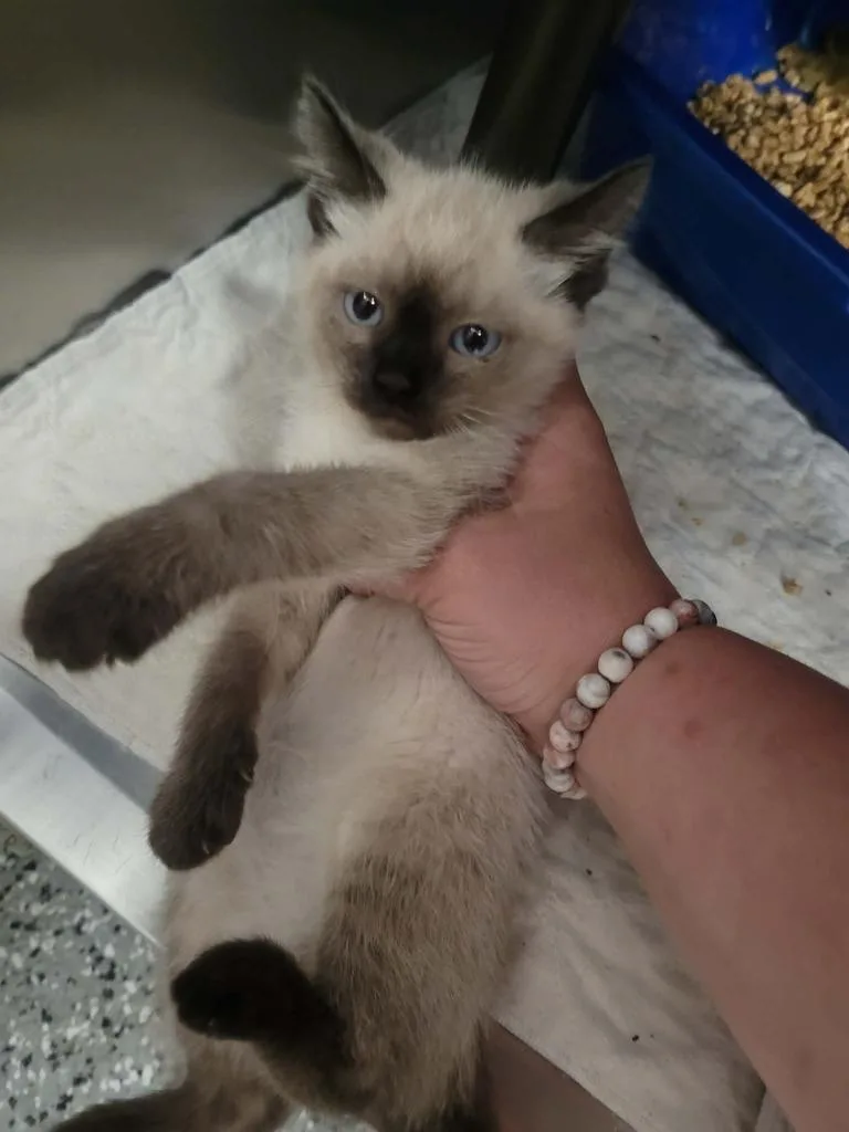Romeo