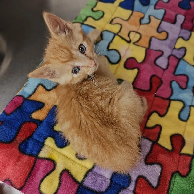 A baby small-sized male Orange / Red Domestic Short Hair cat named Rolly for adoption in Upland, CA