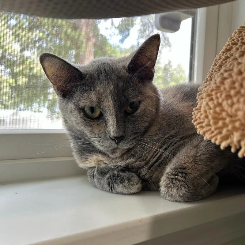 A young medium-sized female Calico Domestic Short Hair cat named Spud for adoption in Muncie, IN