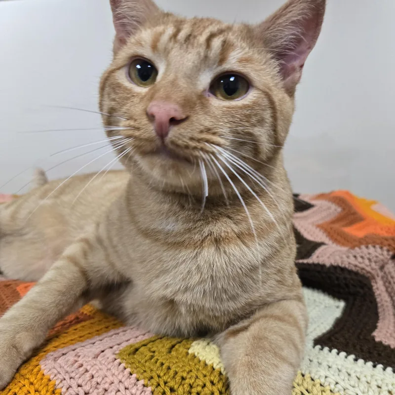 An adult medium-sized male Tabby (Orange / Red) Domestic Short Hair cat named Fig for adoption in Binghamton, NY