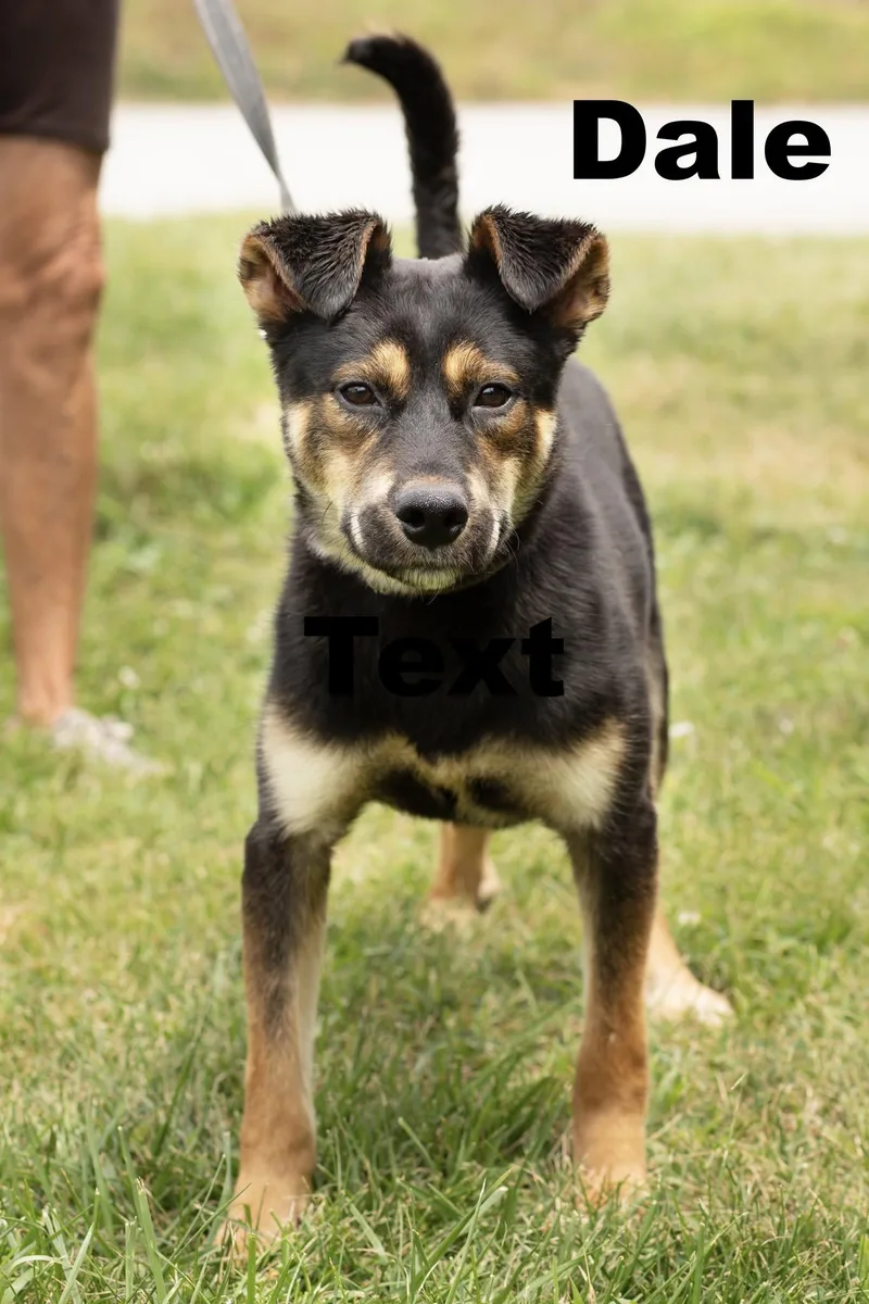 A young medium-sized male Black Mixed Breed dog named Dale for adoption in Macomb, IL