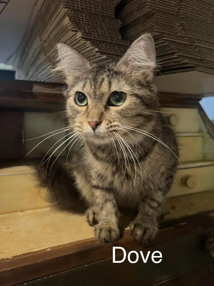 A young small-sized female Domestic Long Hair cat named Dove for adoption in Plumerville, AR
