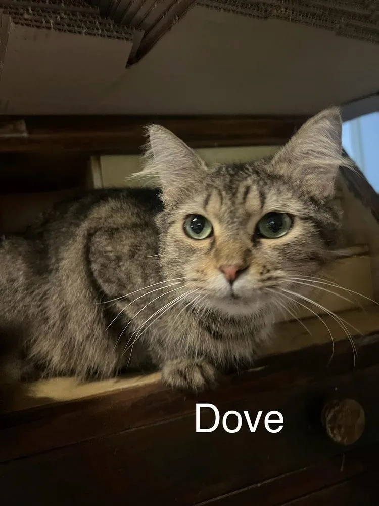 Dove thumbnail 2