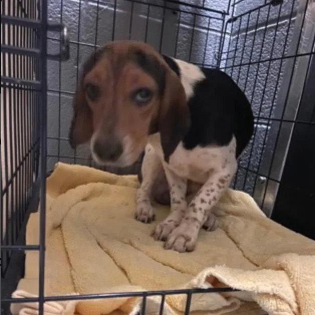 An adult small-sized male Brown / Chocolate Beagle dog named Jethro for adoption in Northbrook, IL