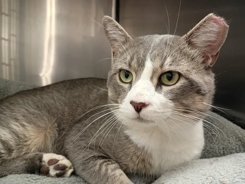 A young large-sized male Domestic Short Hair cat named Baloo for adoption in Augusta, GA