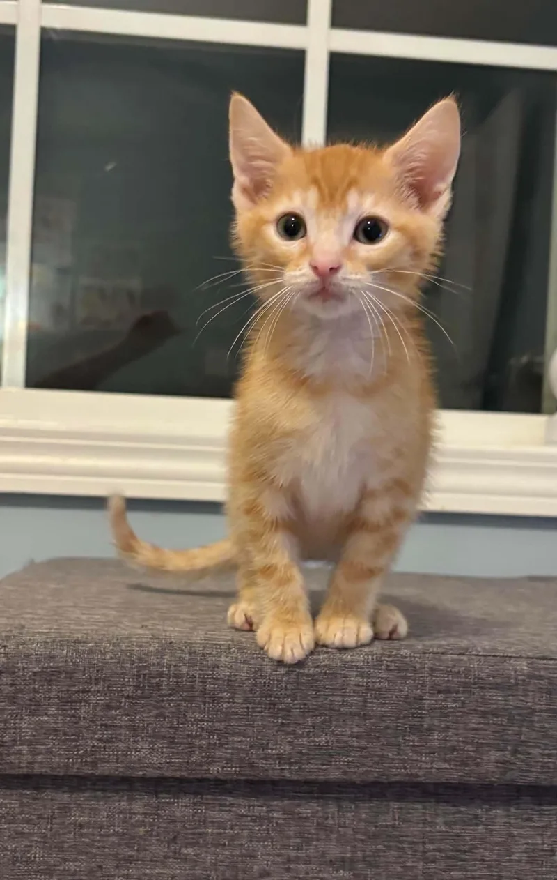 A baby medium-sized male Orange / Red Egyptian Mau cat named Bailey And Stanley for adoption in Lawrenceville, GA