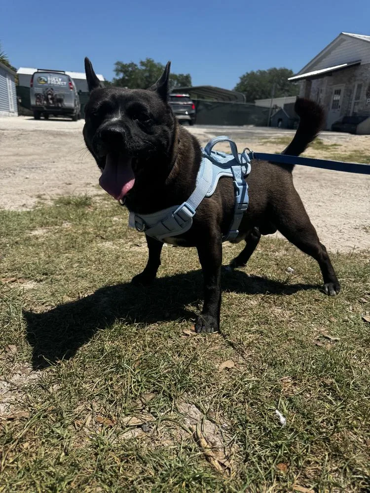An adult medium-sized male Black Cattle Dog dog named Baxter for adoption in Lakeland, FL