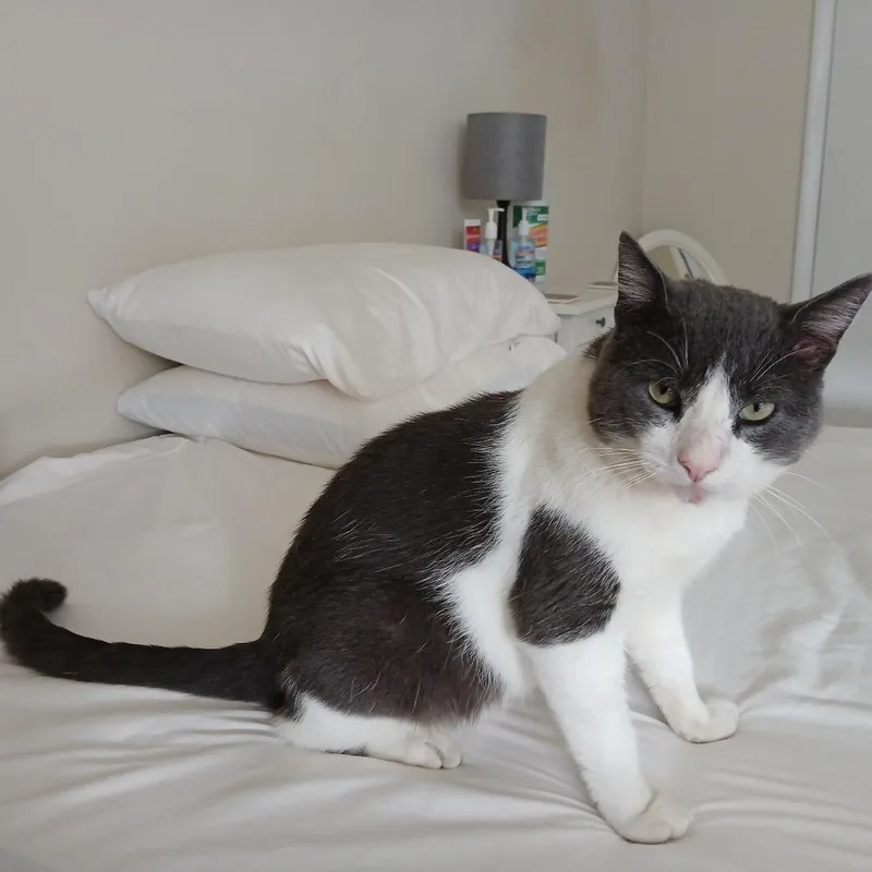 A young small-sized male Gray / Blue / Silver Domestic Short Hair cat named Tebow for adoption in Abingdon, MD
