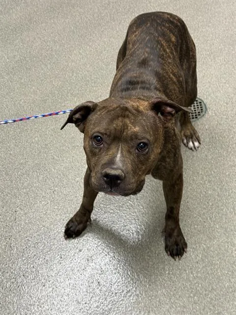 A young large-sized female Pit Bull Terrier dog named Buttercup for adoption in Las Vegas, NV