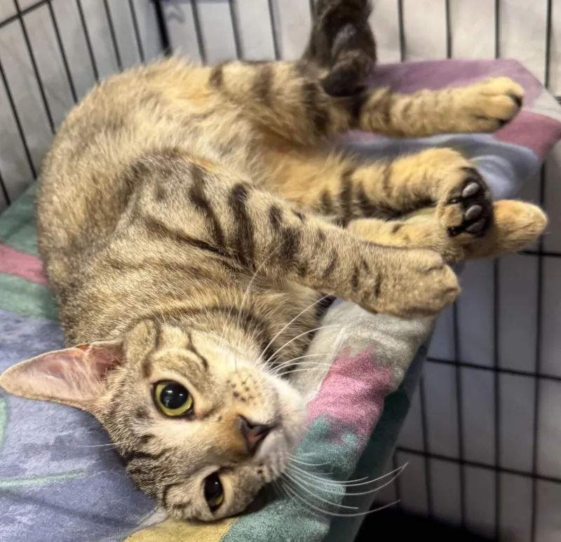An adult medium-sized female Domestic Short Hair cat named Sweetheart for adoption in Centerville, GA