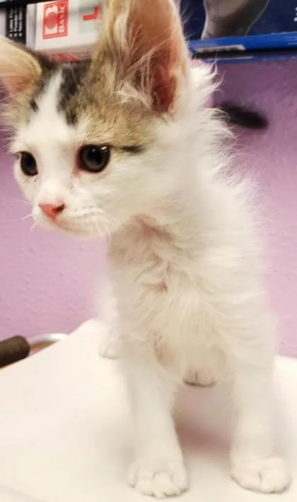 A baby small-sized male White Domestic Short Hair cat named 60808613 for adoption in El Paso, TX