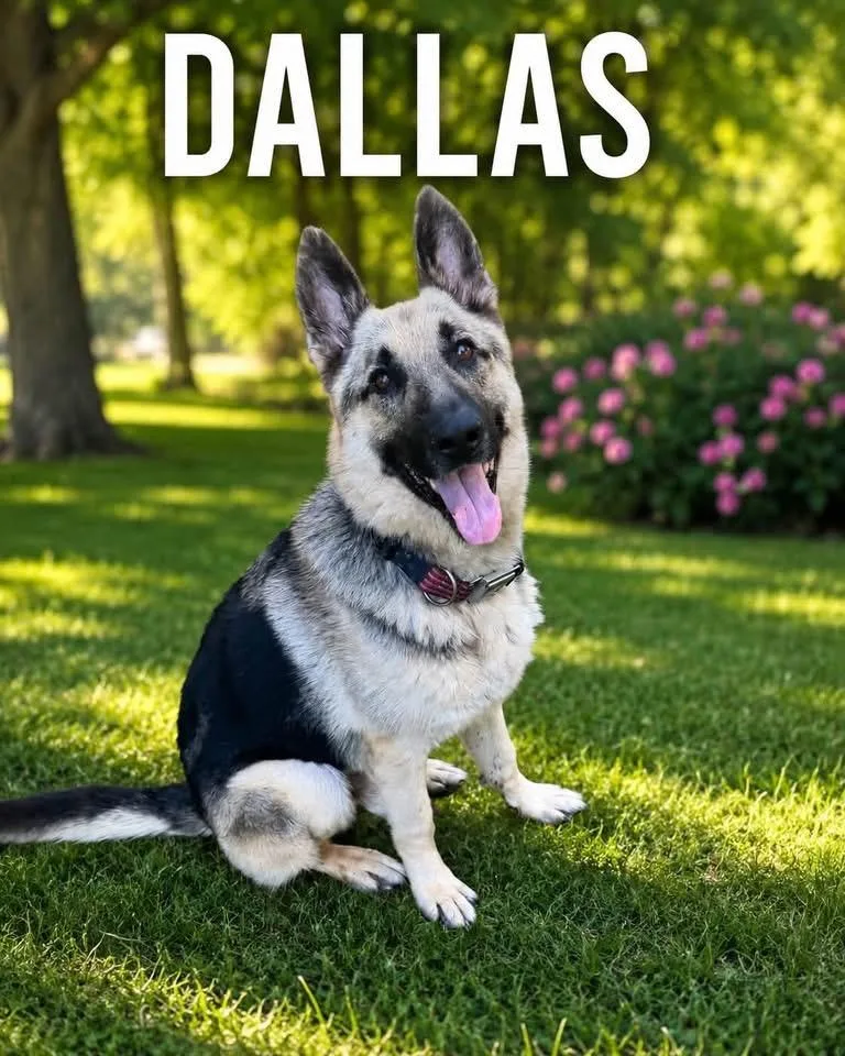 Dallas thumbnail 5