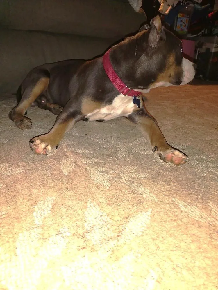 A young medium-sized male Tricolor (Brown, Black, & White) Pit Bull Terrier dog named Ace for adoption in Youngsville, NC