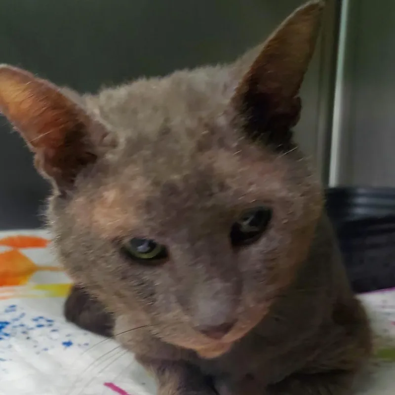 An adult medium-sized male Domestic Medium Hair cat named Pringle for adoption in Lake Jackson, TX