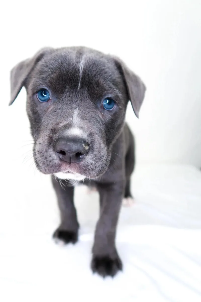 A baby medium-sized male Gray / Blue / Silver Pit Bull Terrier dog named Fig for adoption in Bixby, OK