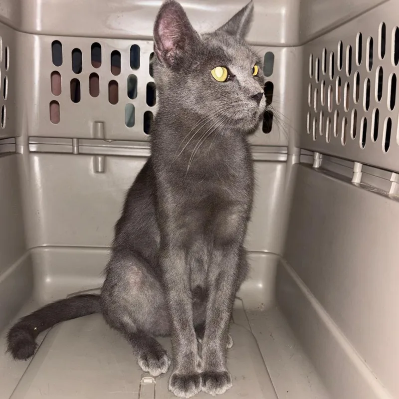 A young small-sized female Gray / Blue / Silver Domestic Short Hair cat named Helga for adoption in Enterprise, AL