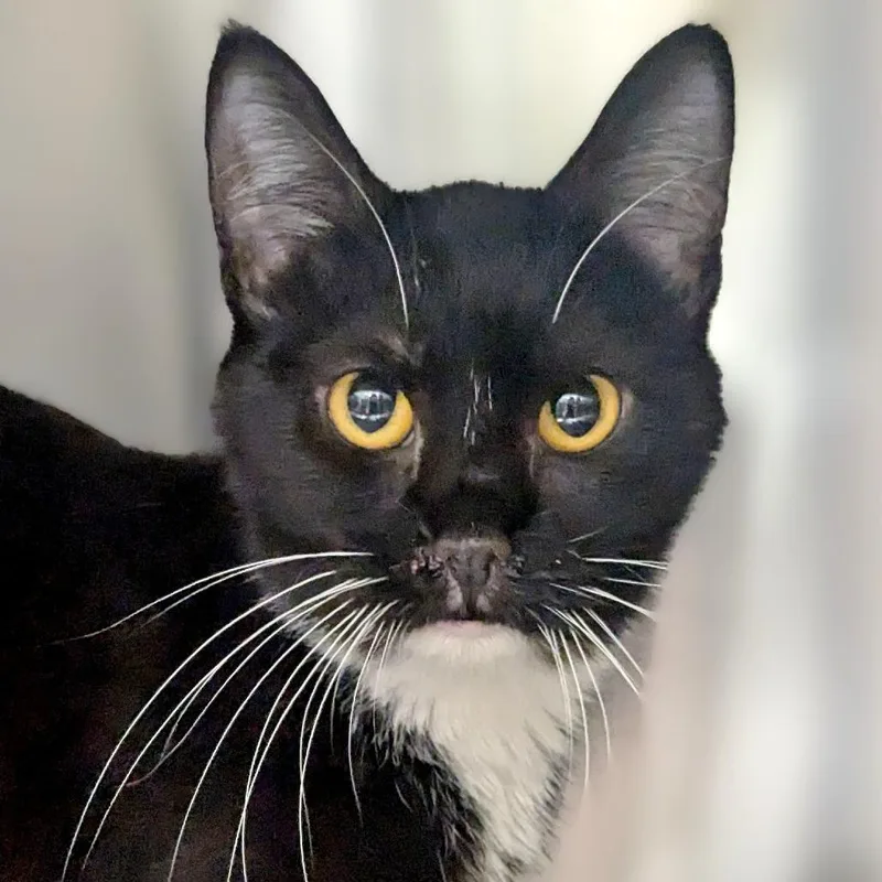A baby medium-sized female Black Domestic Short Hair cat named Brownie for adoption in Medford, OR