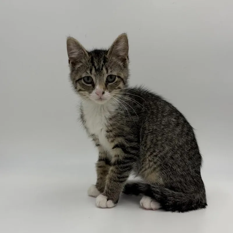 A baby medium-sized female Domestic Short Hair cat named Charlotte Russe for adoption in State College, PA
