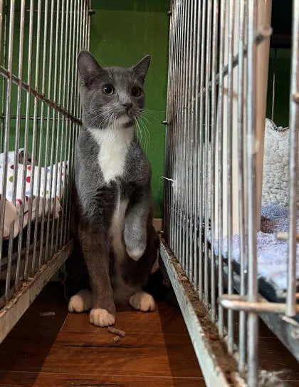 A young medium-sized male Gray & White Domestic Short Hair cat named Cadmus for adoption in Annapolis, MD