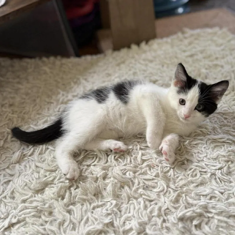 A baby small-sized male Black Domestic Short Hair cat named Holstein for adoption in Plainfield, IL